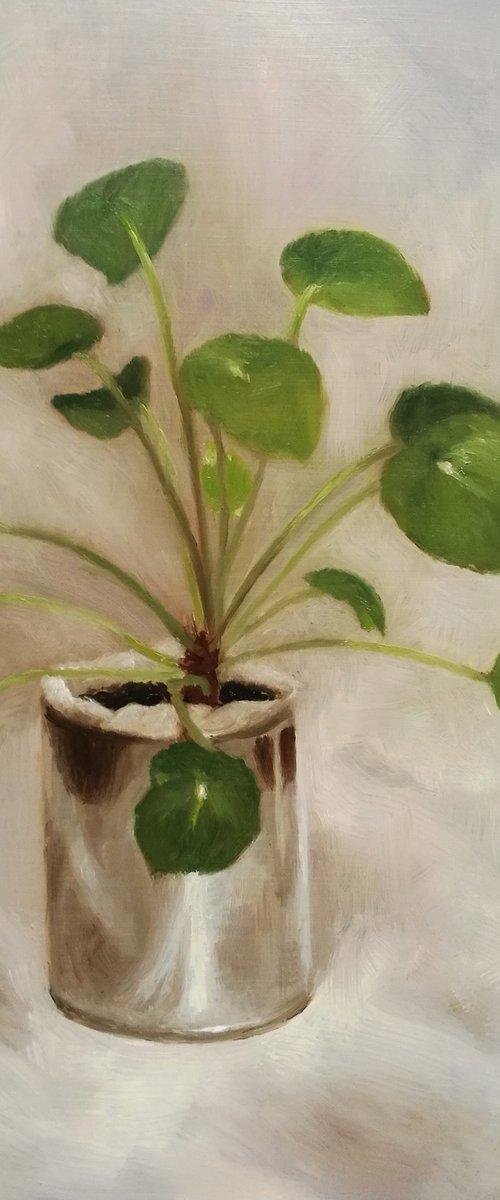 Chinese Money Plant by Daniela Roughsedge