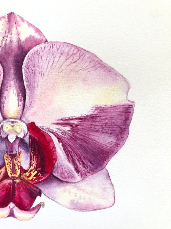 Orchid Phaleonopsis. A series of original watercolour artwork.