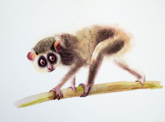 Slow Loris