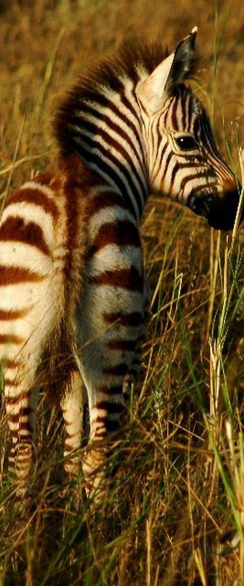 Baby Zebra by Marc Ehrenbold