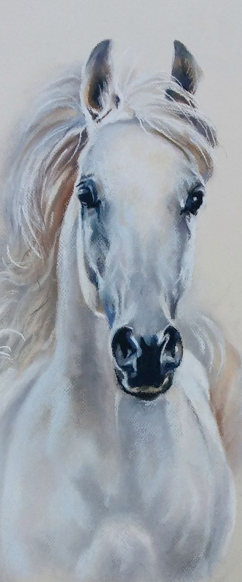 Gray horse by Magdalena Palega