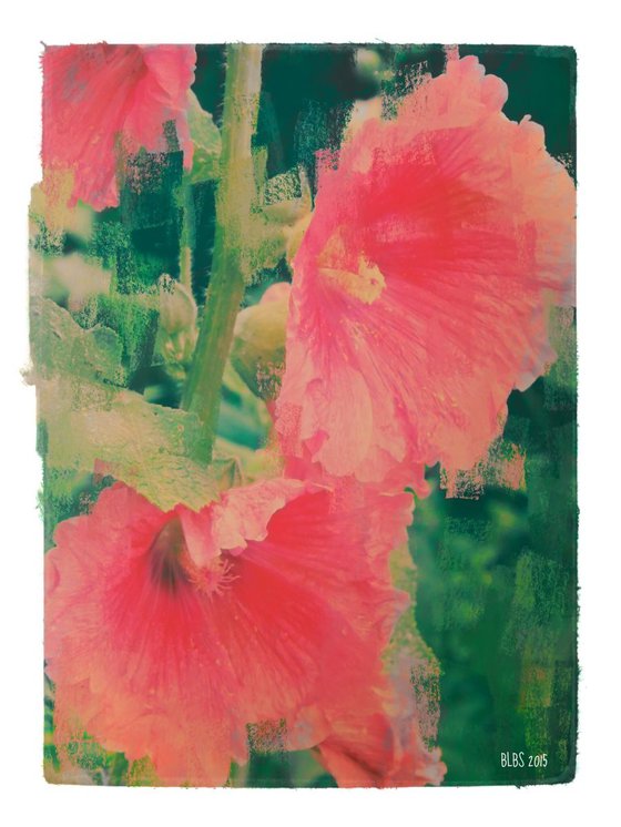 Hollyhocks