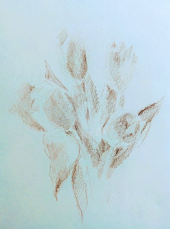 Tulipes #5. Original pencil drawing.