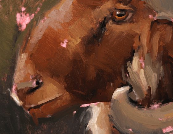 Awassi Sheep Study