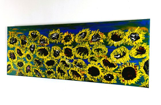 Blooming sunflowers 3