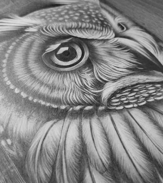 Owl