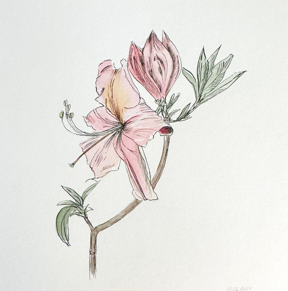 Illustrative Botanical Ink Drawing By Julia Gorislavska, 8 X 8", Camellia Flower, Original Artwork