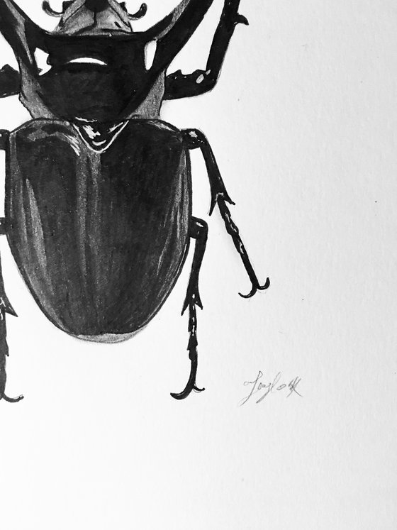Black beetle drawing