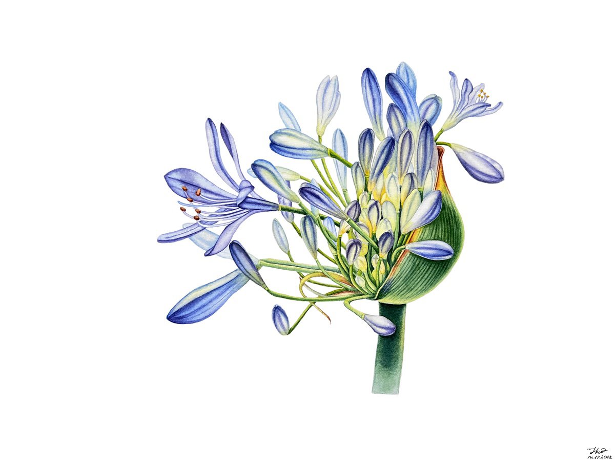 Photorealistic Botanical Watercolour By Tetiana Kovalova, 15 X 11", Blue Miracle, Original Artwork