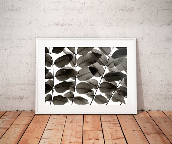 Branches and Leaves I | Limited Edition Fine Art Print 1 of 10 | 75 x 50 cm