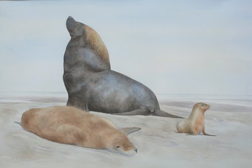 Australian Sea lions by John Horton