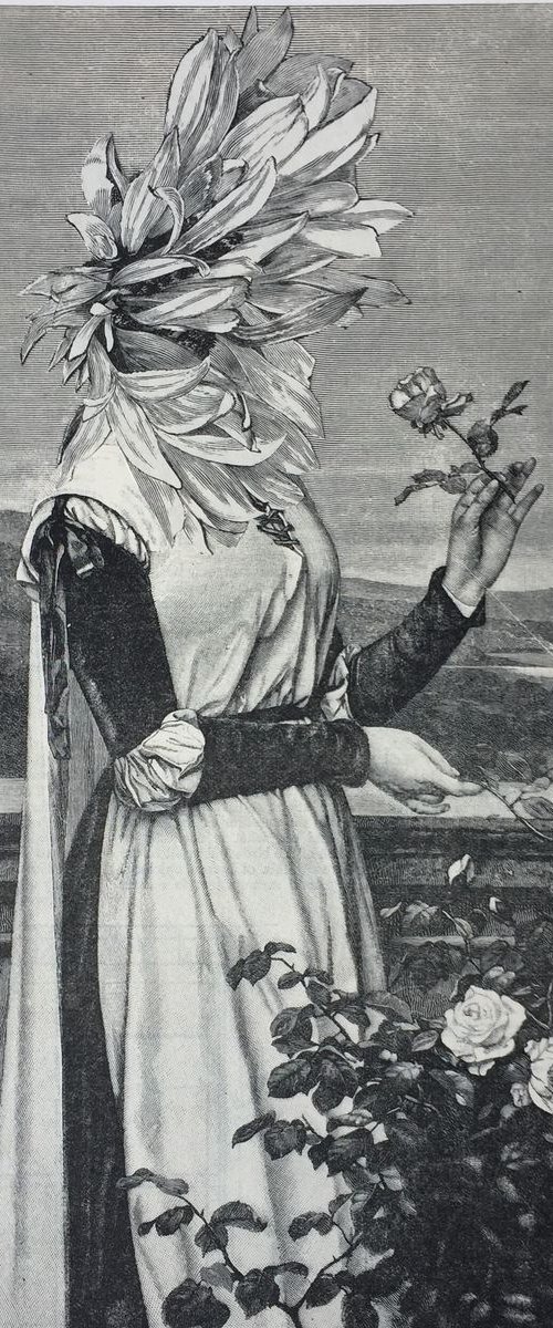 The Rose by Tudor Evans
