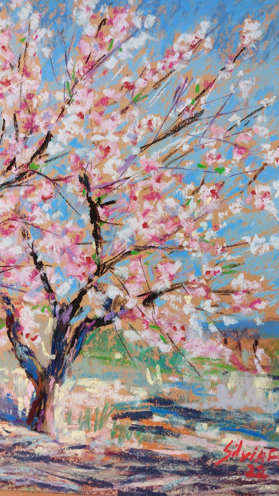 Almond blossom