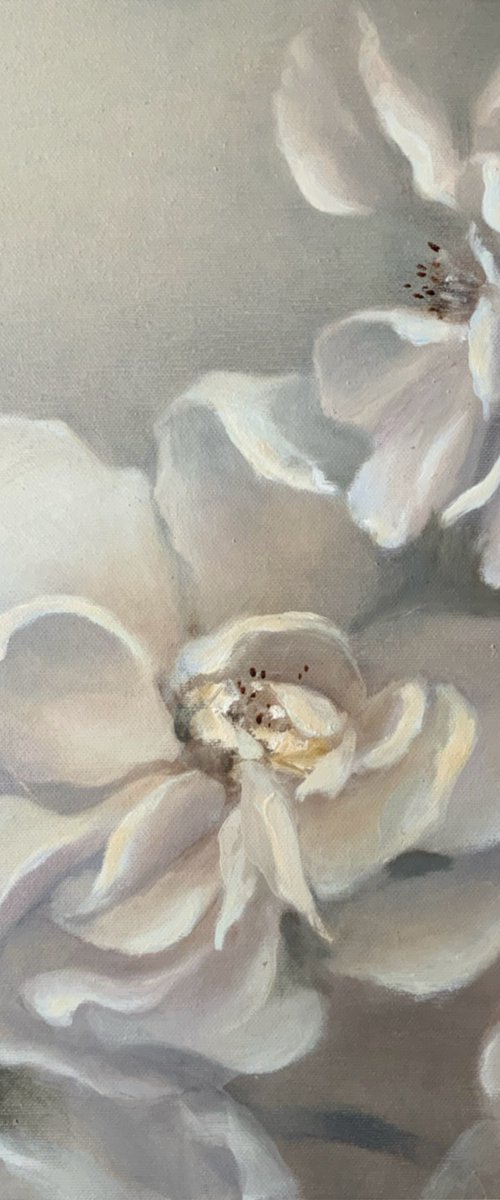 Blush Noisette, blooming roses by Alena Post