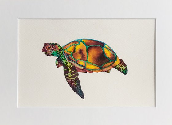 Turtle