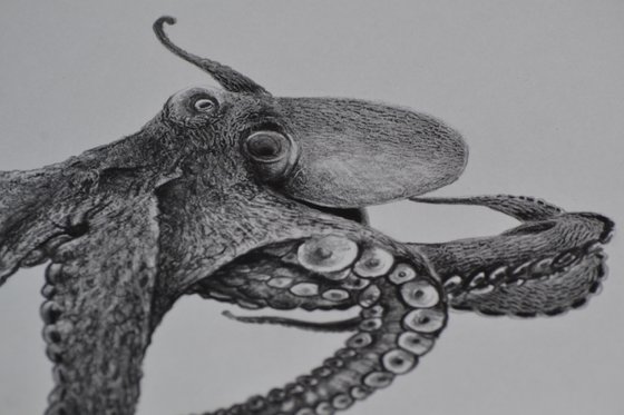 Octopus