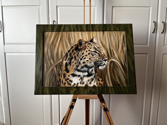 The Silent Watcher: Amur Leopard