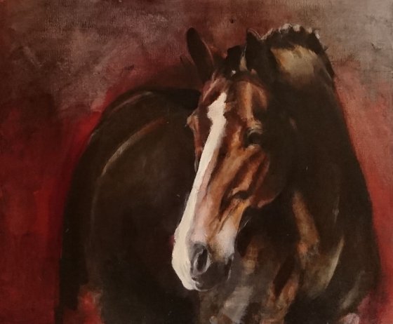 CHANCE -horse portrait -