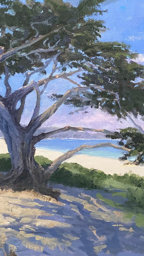 Monterey Cypress Trees Along Scenic Drive in Carmel by Tatyana Fogarty