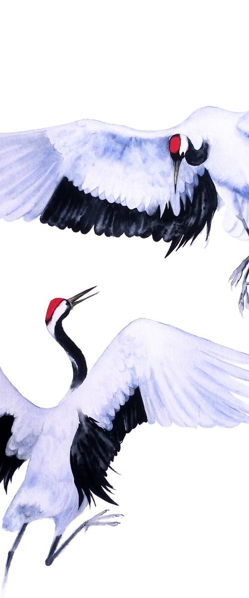 Japanese Red Crowned Cranes Da by Olga Beliaeva Watercolour