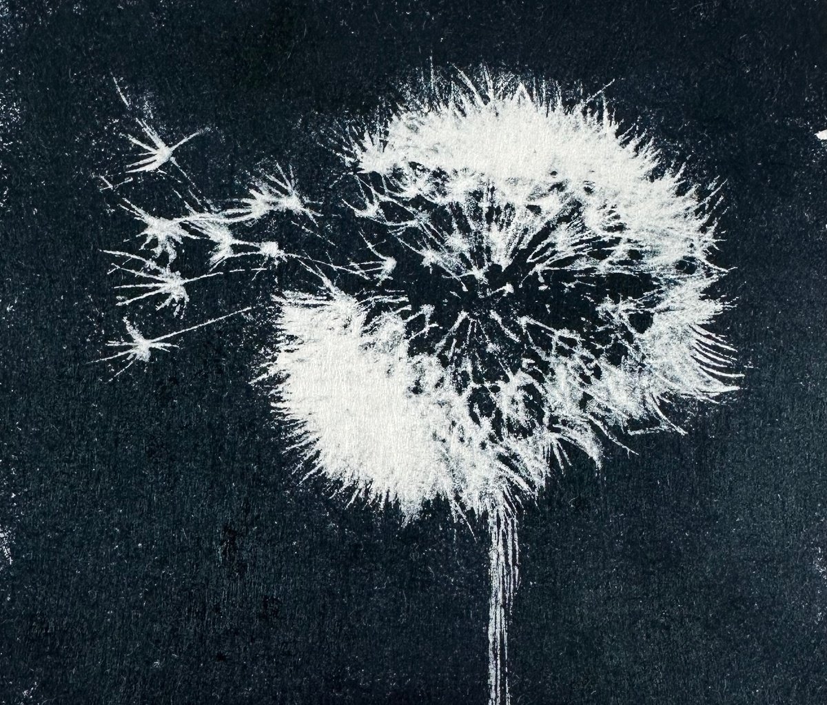 Botanical Limited Edition Print By Diane Mclellan, 9 X 13, Dandelion Clock, Original Artwork