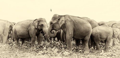 SRI LANKAN ELEPHANTS. by Andrew Lever
