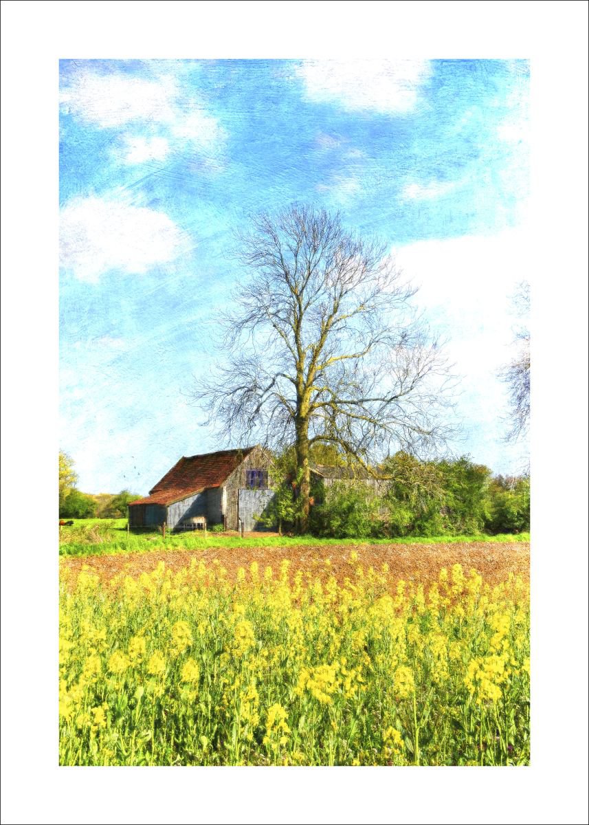 Rape seed and Barn by Martin  Fry