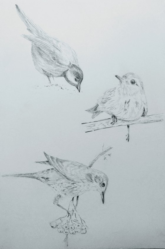 Birds. Original pencil drawing.