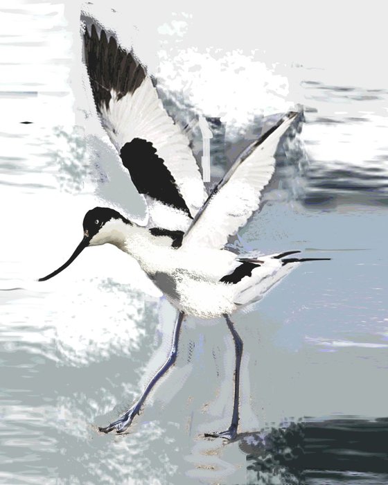 Avocet for Alison