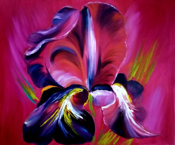 Iris in Barocco Style. Oil on Canvas. 20" x 24". 50,8 x 60,96 cm.