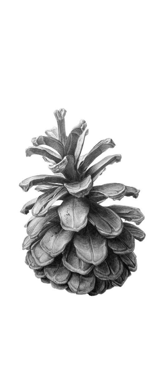 Cine cone by Yuliia Prokopchuk