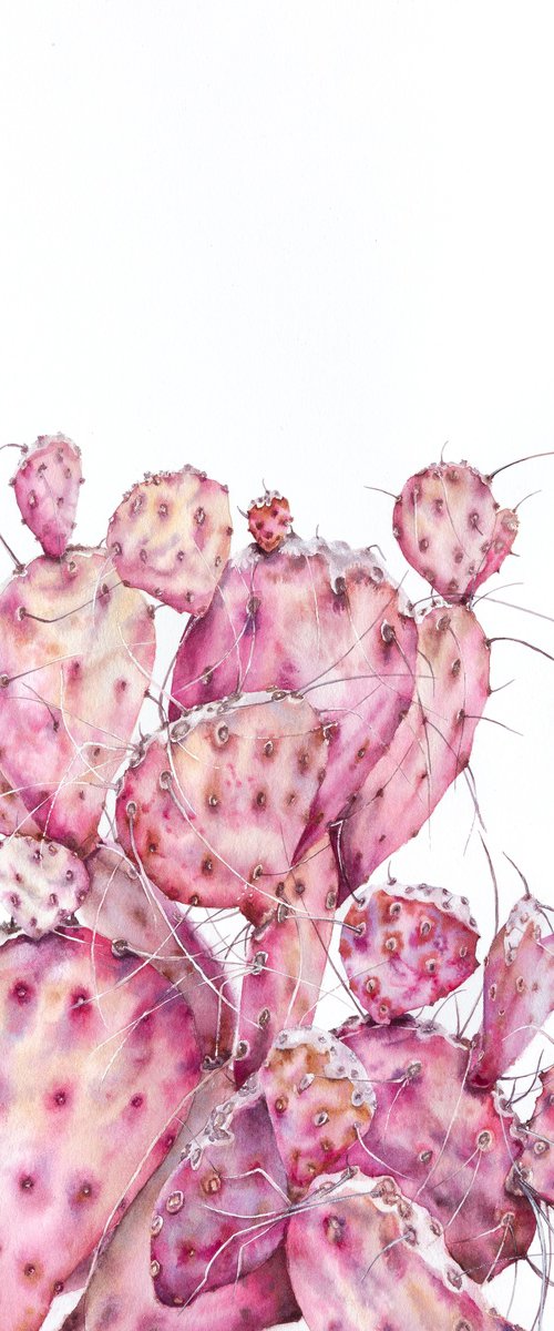 Pink opuntia cactus by Kateryna Nazarenko