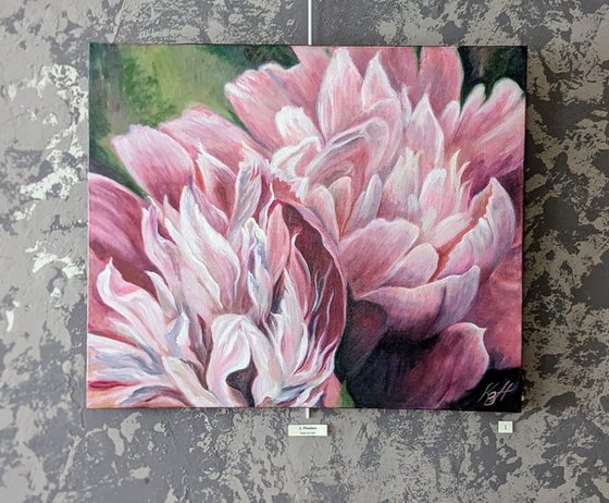 Petals of pink peonies