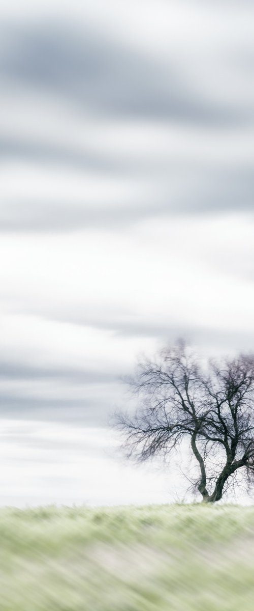 Lone Tree in the Tuscan Countryside by Karim Carella
