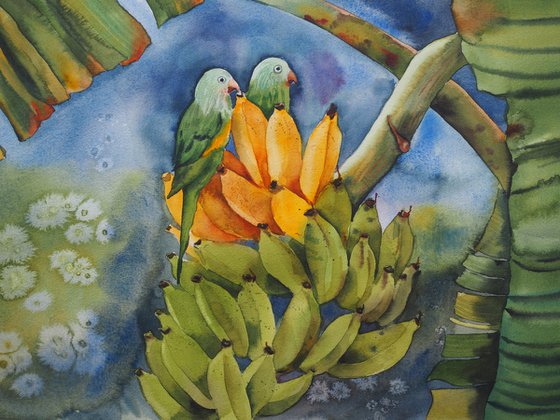 Parrots on a banana branch