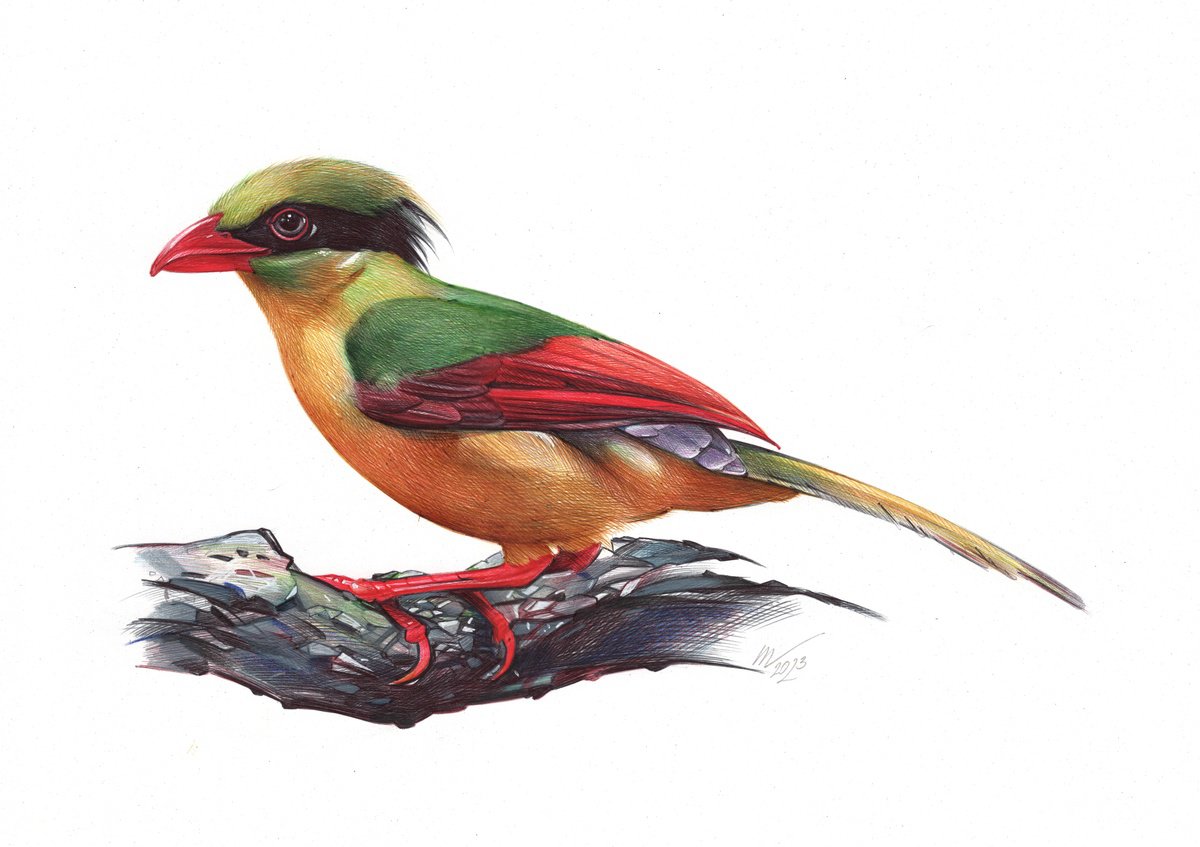 Photorealistic Animal Drawing By Daria Maier, 13 X 9, Indochinese Green Magpie, Original Artwork
