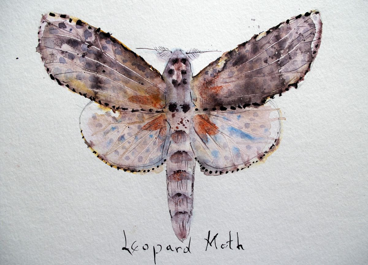 Leopard Moth (Zauzera Pyrina) by Violeta Damjanovic-Behrendt