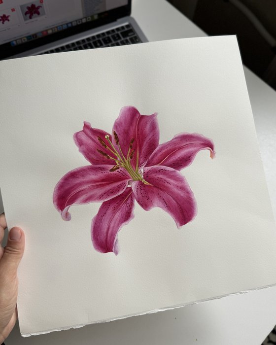 Lily I