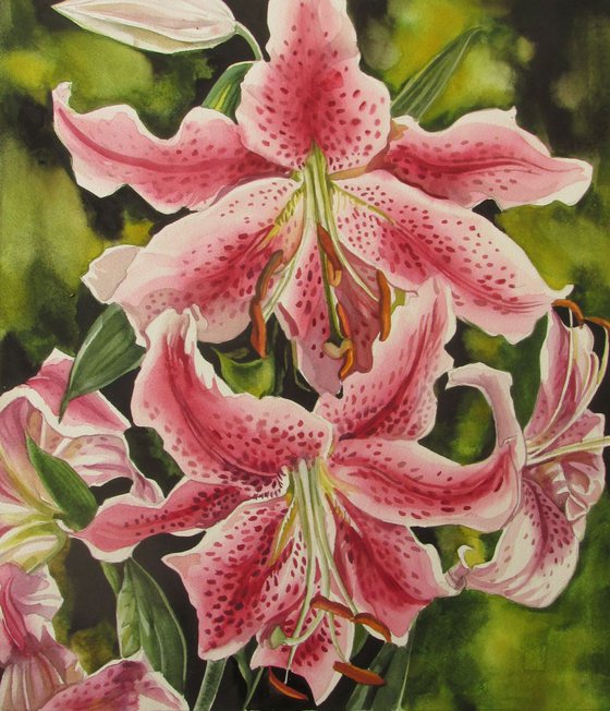 Stargazer lilies