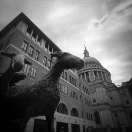 Sheep & St Paul's, London