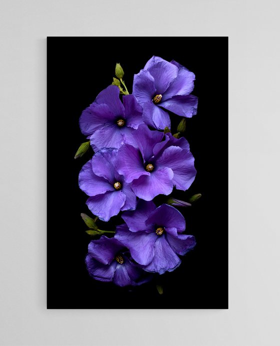 Purple Hibiscus Flowers