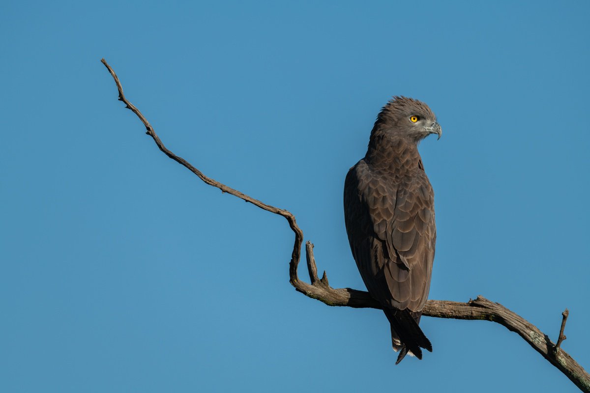 Photorealistic Animal Photograph By Nick Dale, 53 X 38", The Eagle Has Landed, Original Artwork