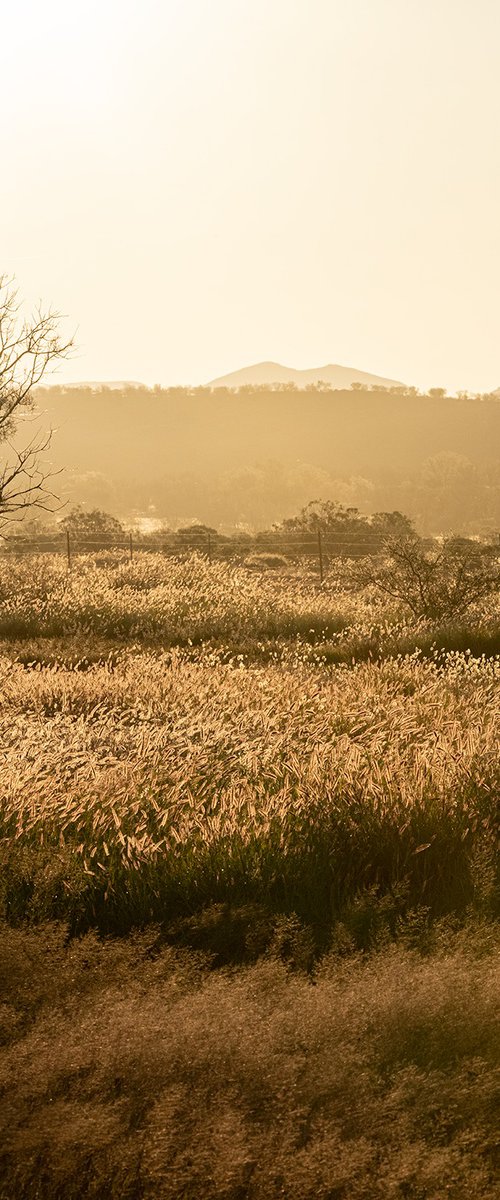 Grass Plains Outback Australia #2 by Nick Psomiadis