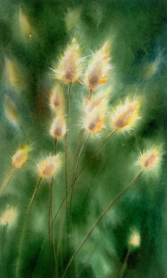 Lagurus ovatus - Bunny Tail Grass - Bunny Tails