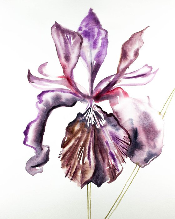 Iris No. 91