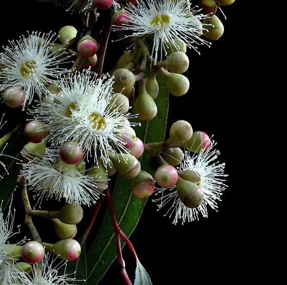 White Gum Blossoms