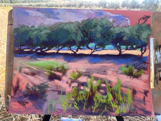 Olive trees