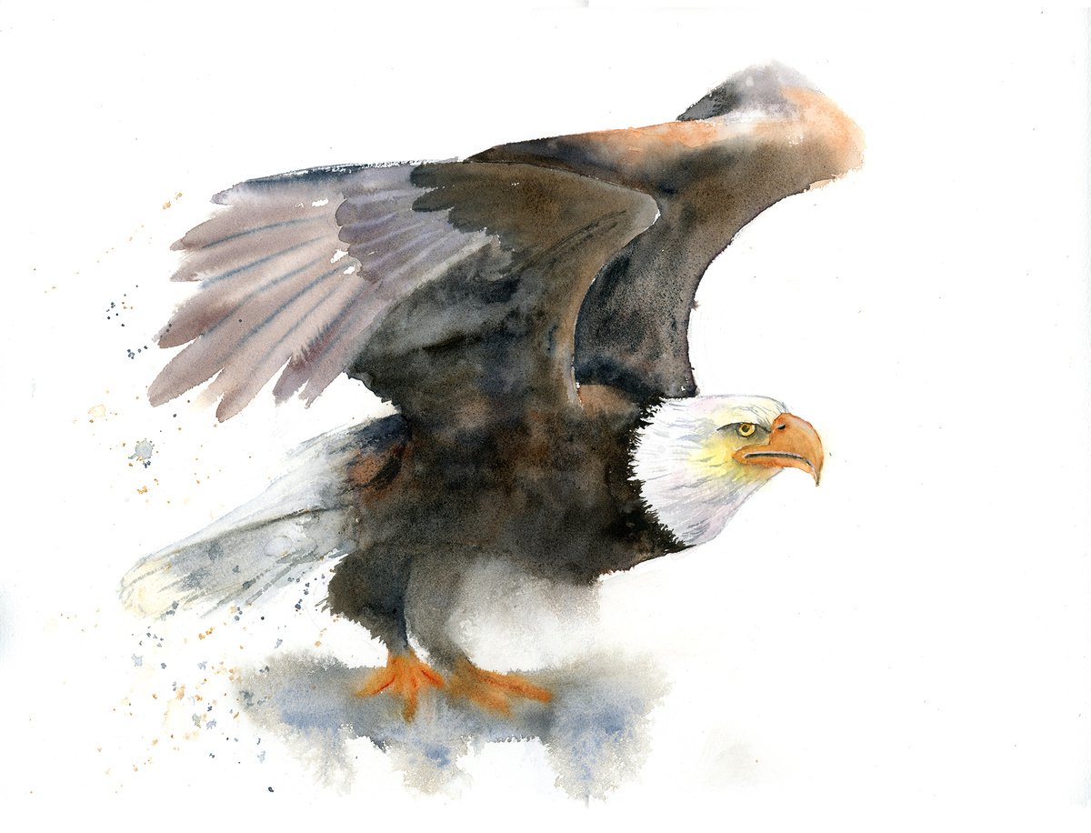 Photorealistic Watercolour , Eagle By Olga Tchefranov (Shefranov), 16 X 12, Artwork For Sale On Artfinder