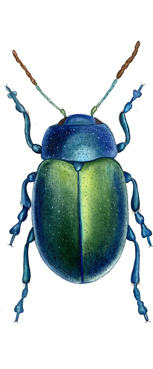 Watercolour beetle by Tina Shyfruk