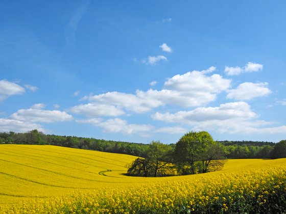 Spring in the Meon Valley 2